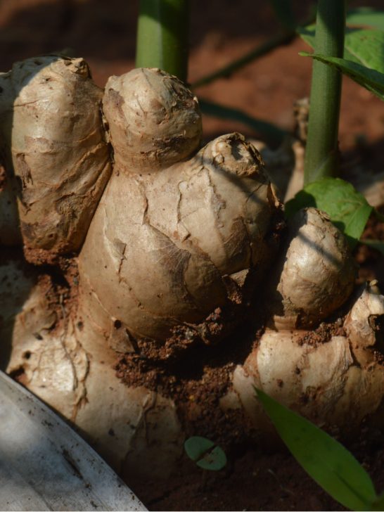 grow ginger indoors as a house plant