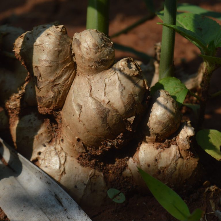 grow ginger indoors as a house plant