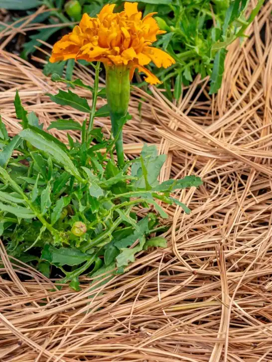 pine needles for mulch