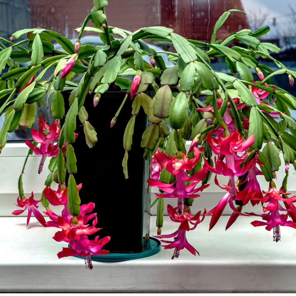 Christmas cactus blooming