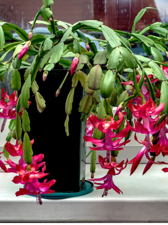 Christmas cactus blooming