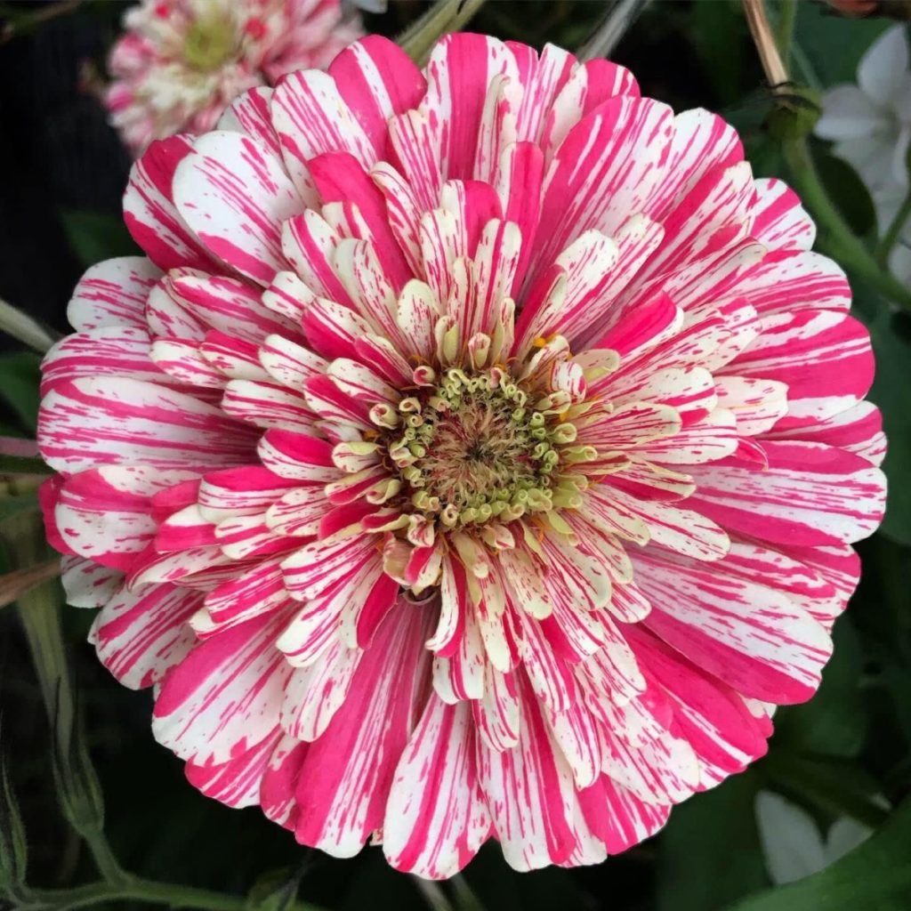 must grow zinnia varieties - peppermint
