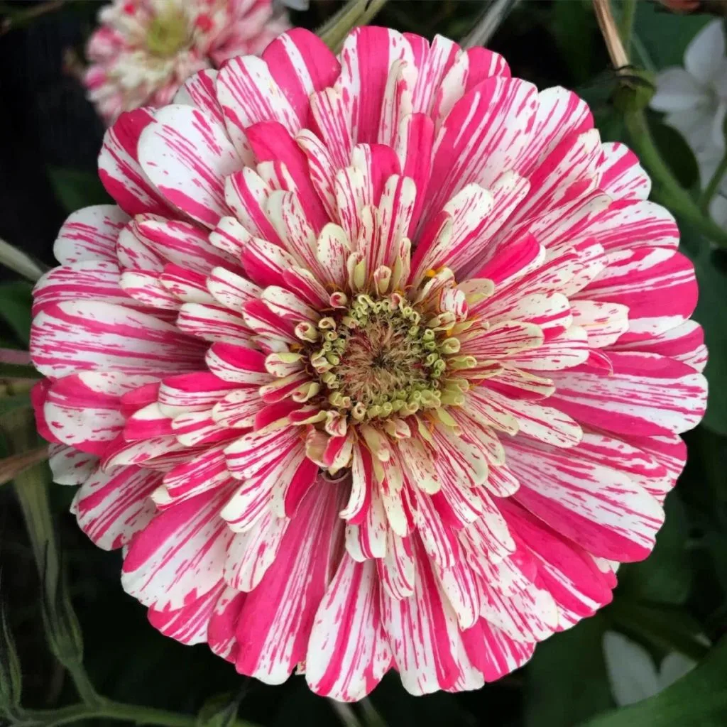 must grow zinnia varieties - peppermint