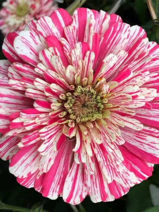 peppermint zinnias
