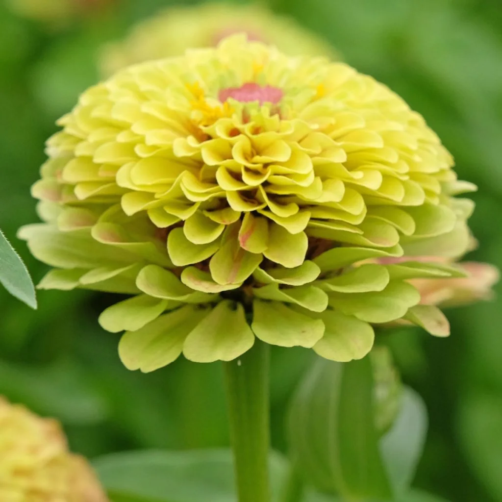 must grow zinnia varieties to go