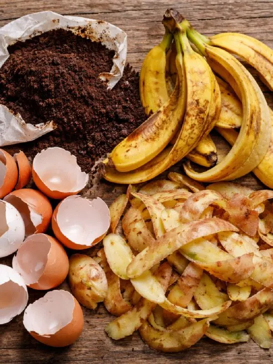 kitchen scraps in the winter