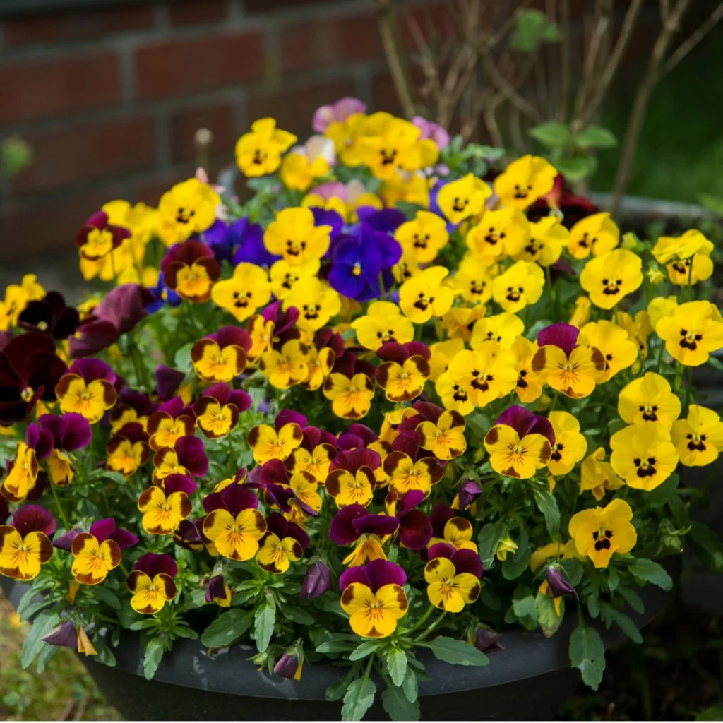 pansies in a pot