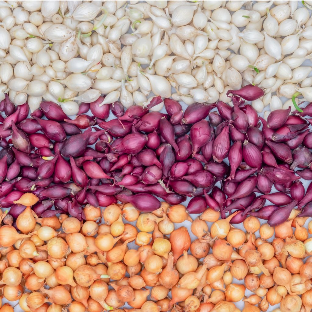 spring onion sets - when to plant