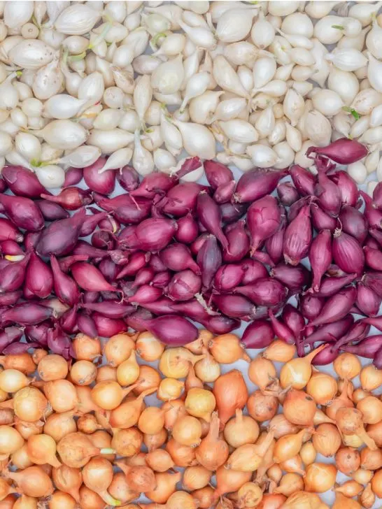 spring onion sets - when to plant