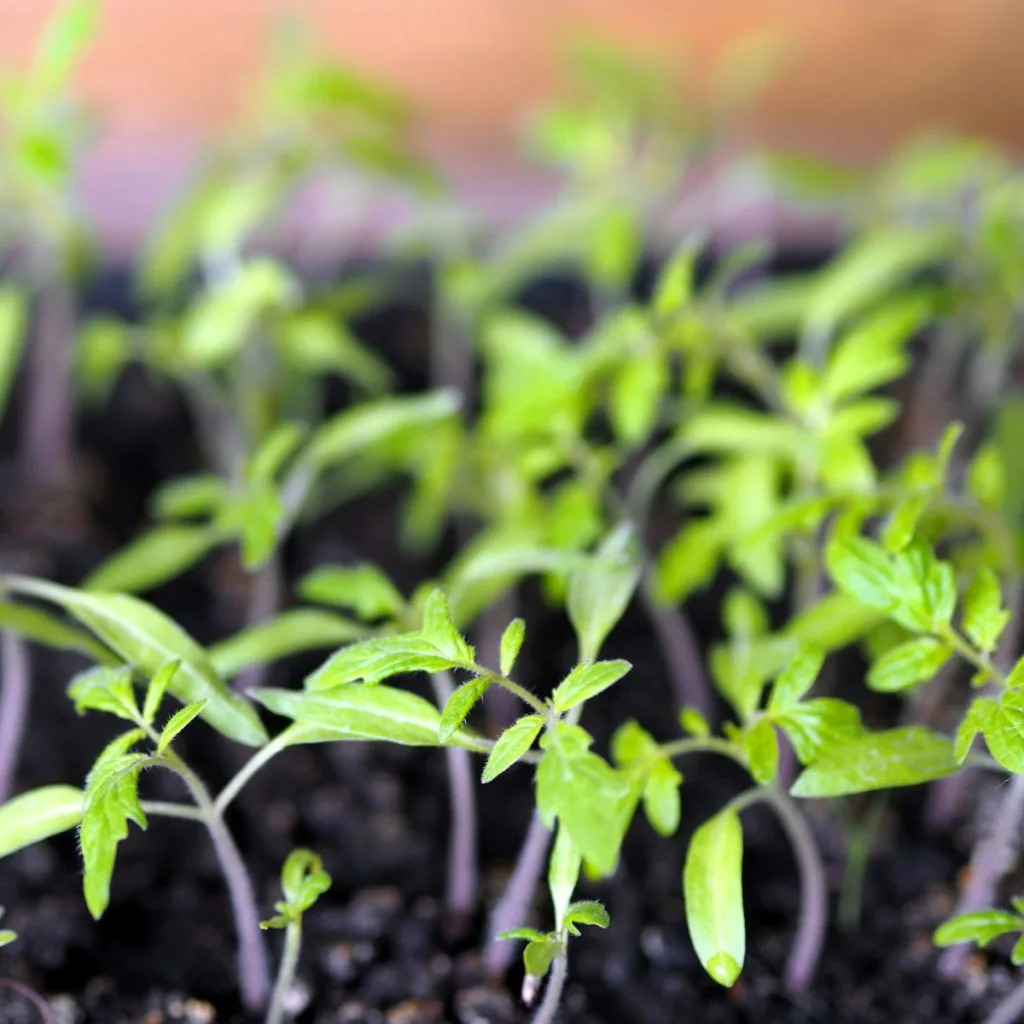 start vegetable plants from seed indoors