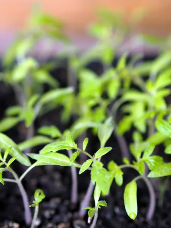 start vegetable plants from seed indoors