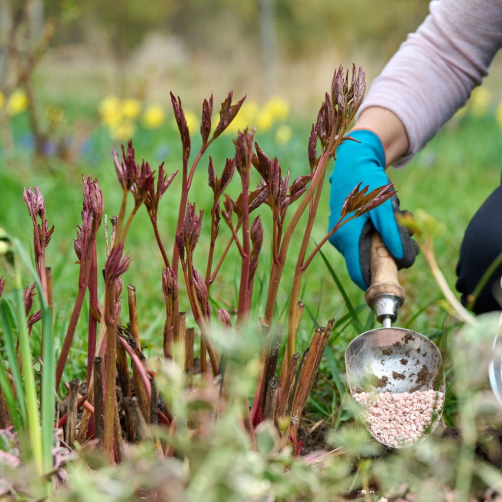 fertilize peonies