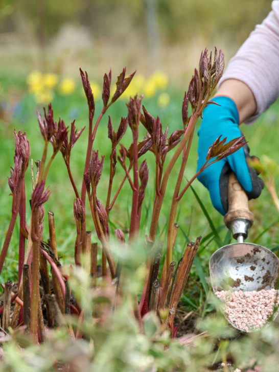 fertilize peonies