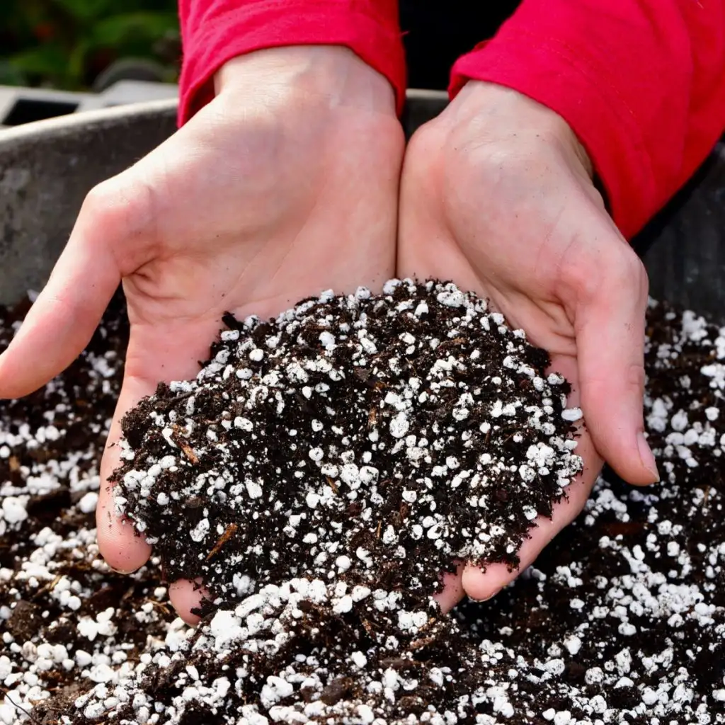 last years potting soil reuse