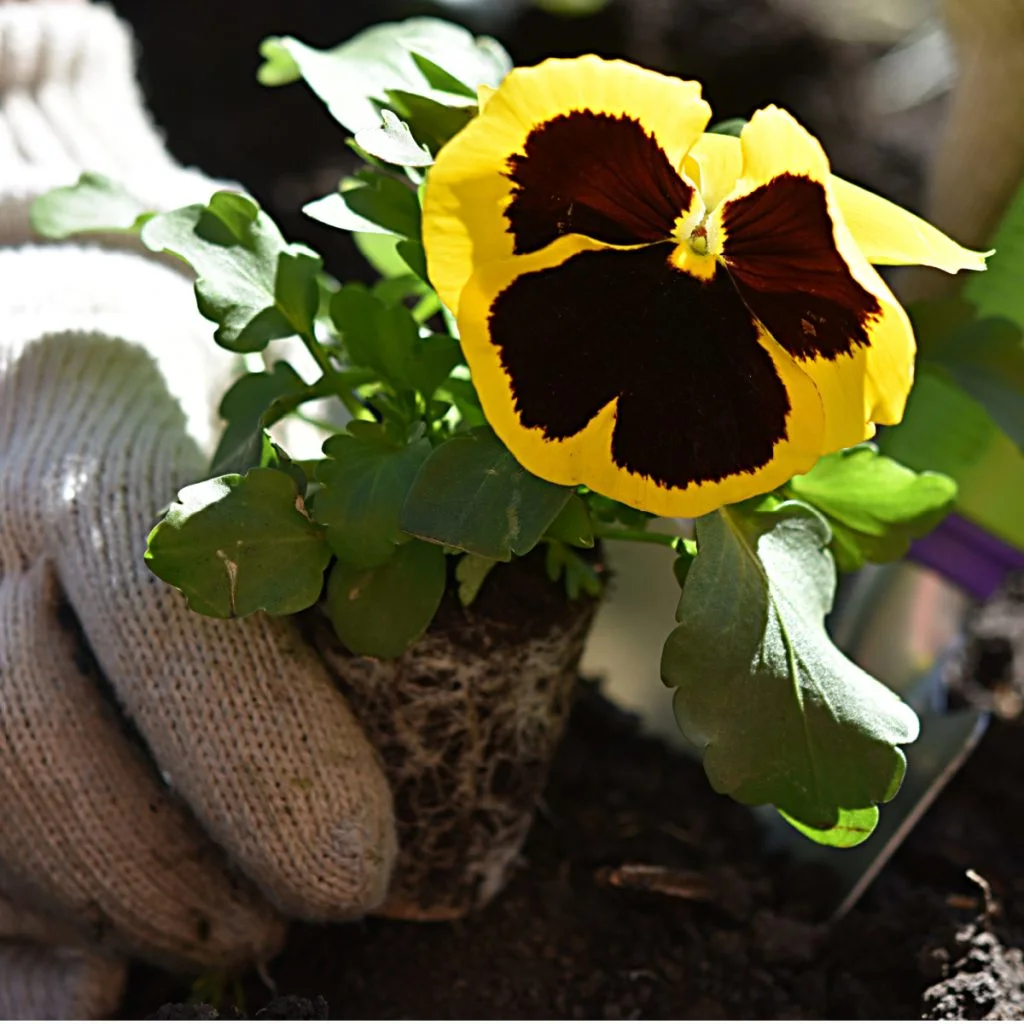 best time to plant pansies