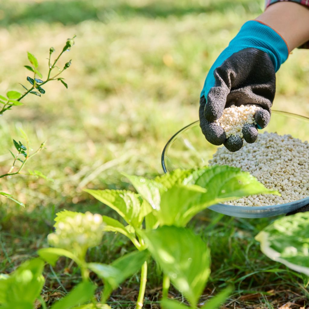 fertilize hydrangeas - 2 most important times