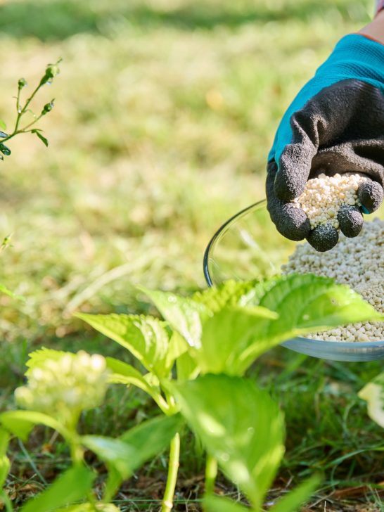 fertilize hydrangeas - 2 most important times