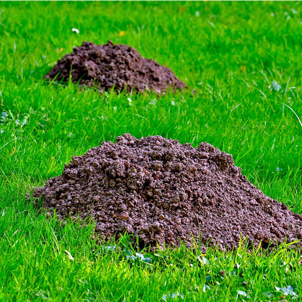 stop ground moles