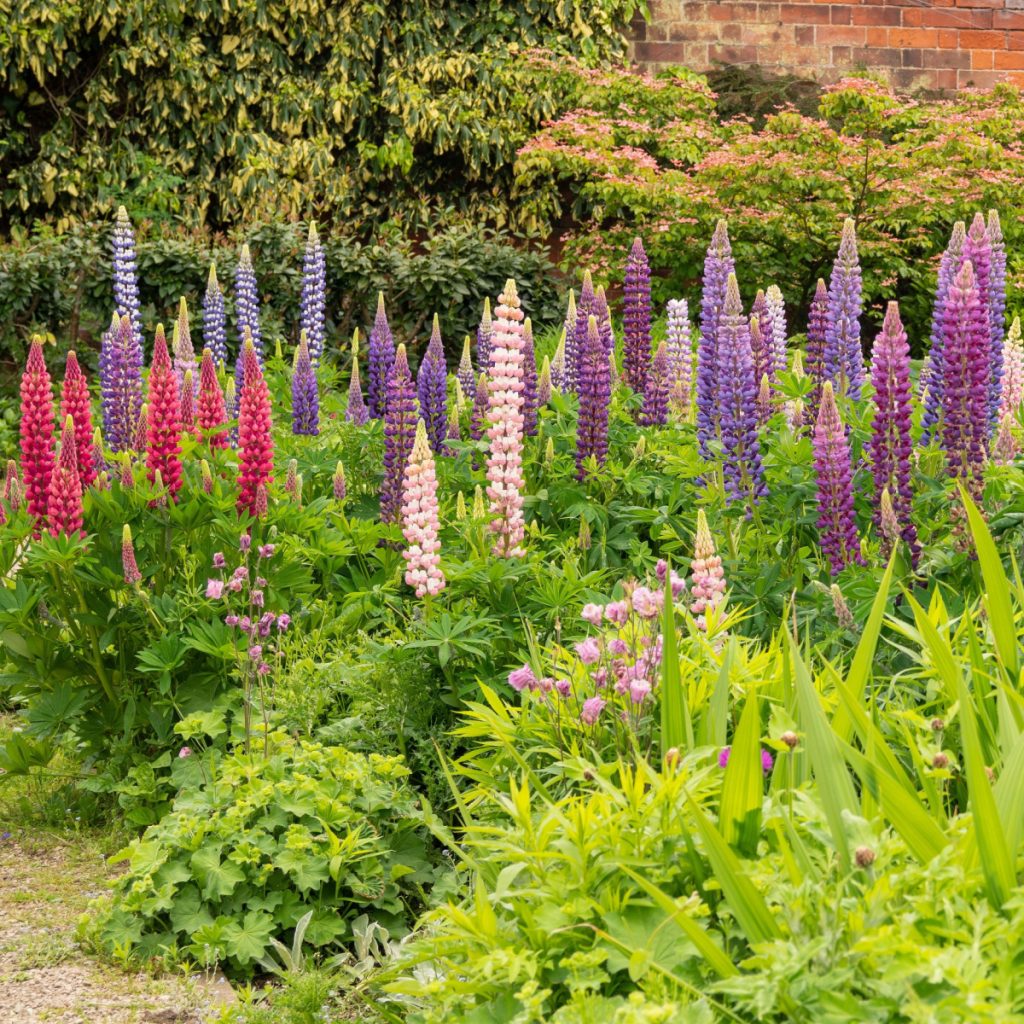 lupines - perfect perennial