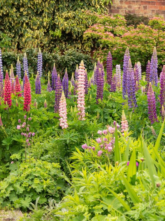 lupines - perfect perennial