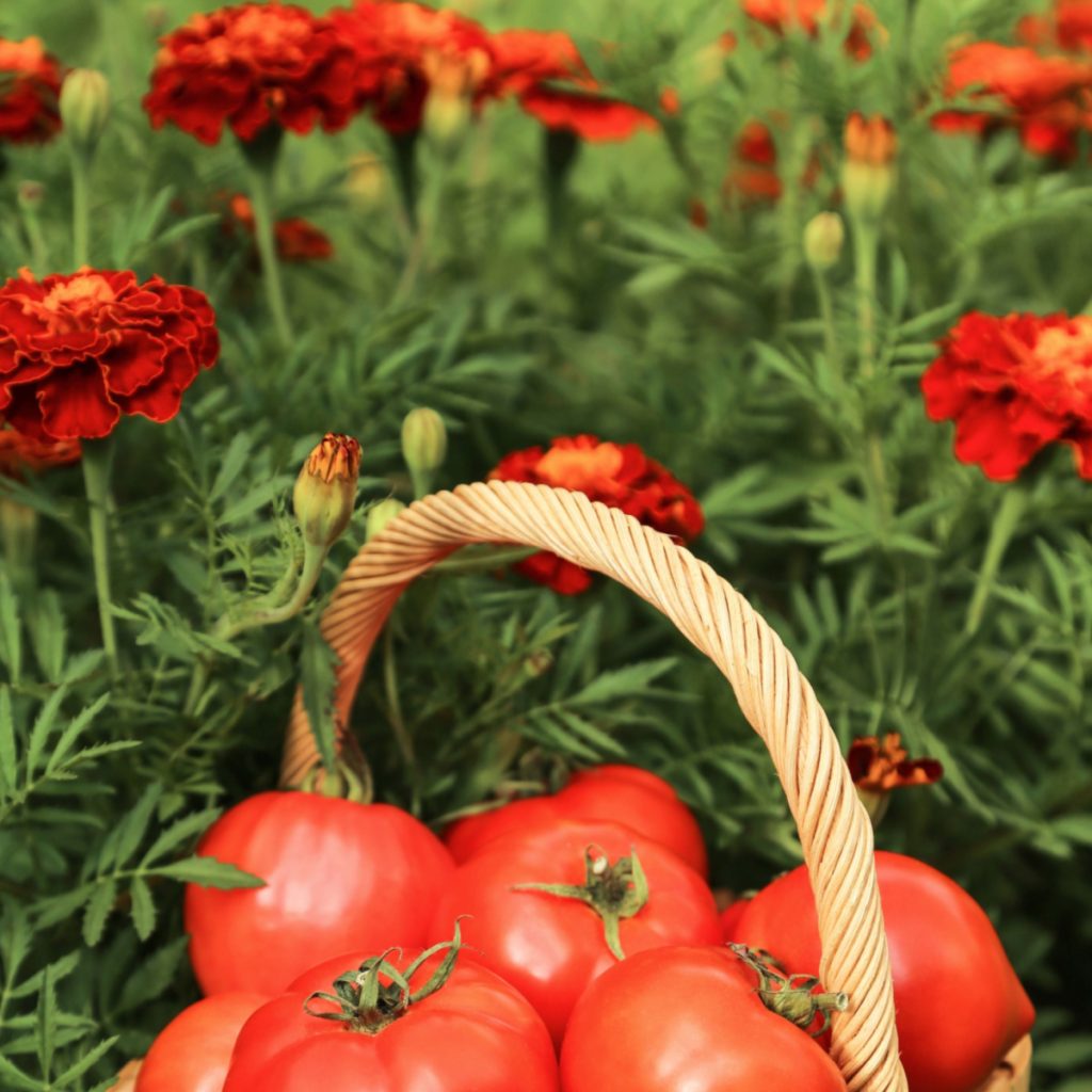 secret of marigolds and tomatoes