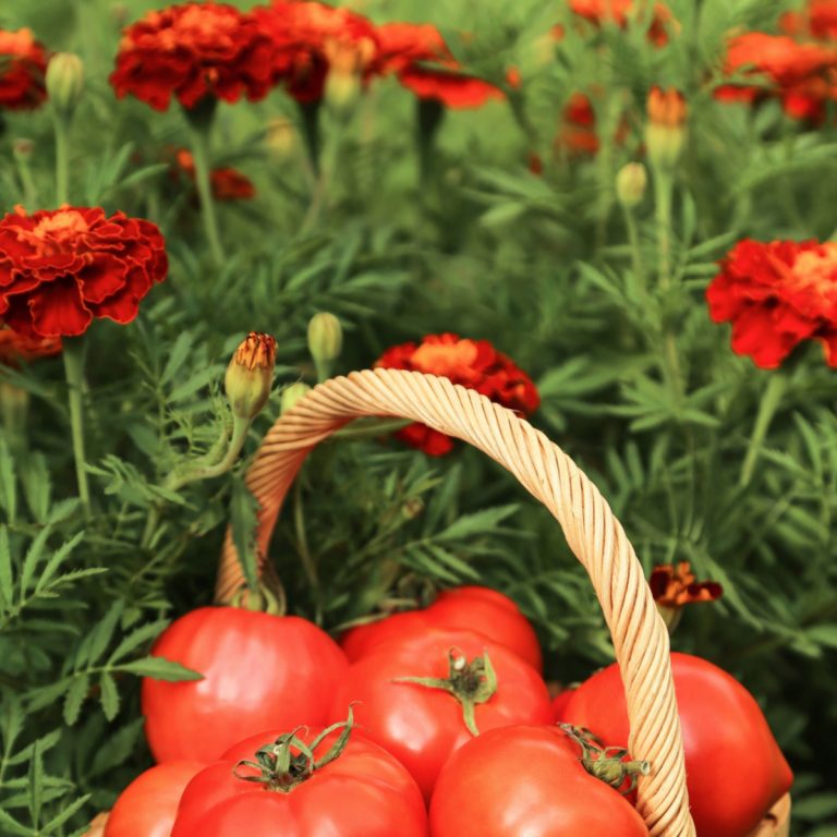 secret of marigolds and tomatoes