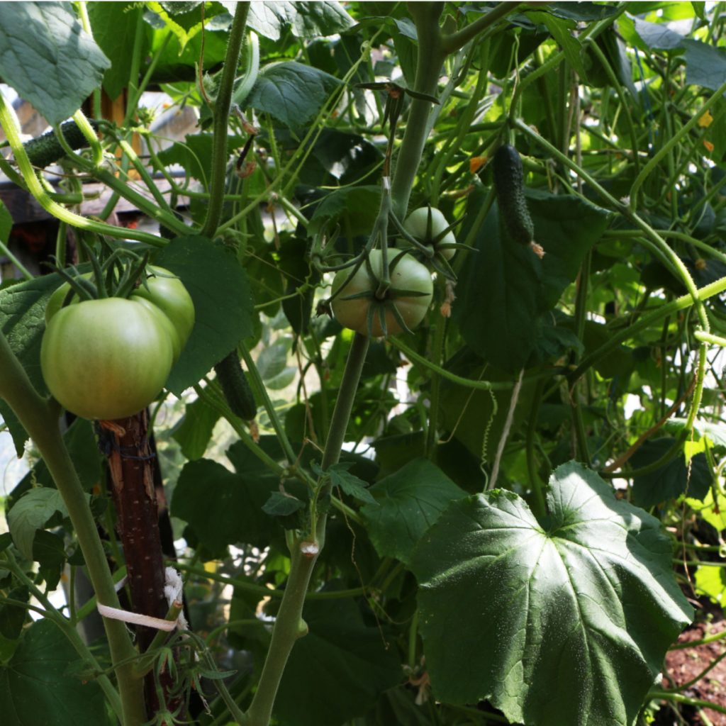 vegetables to never grow near tomato plants