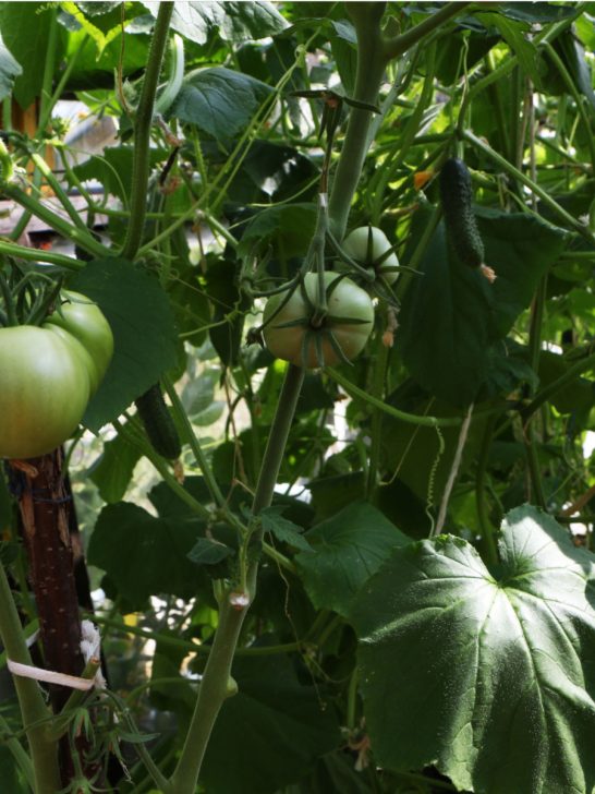 vegetables to never grow near tomato plants