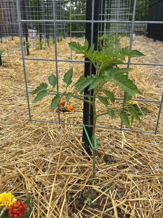 Best DIY Tomato Support