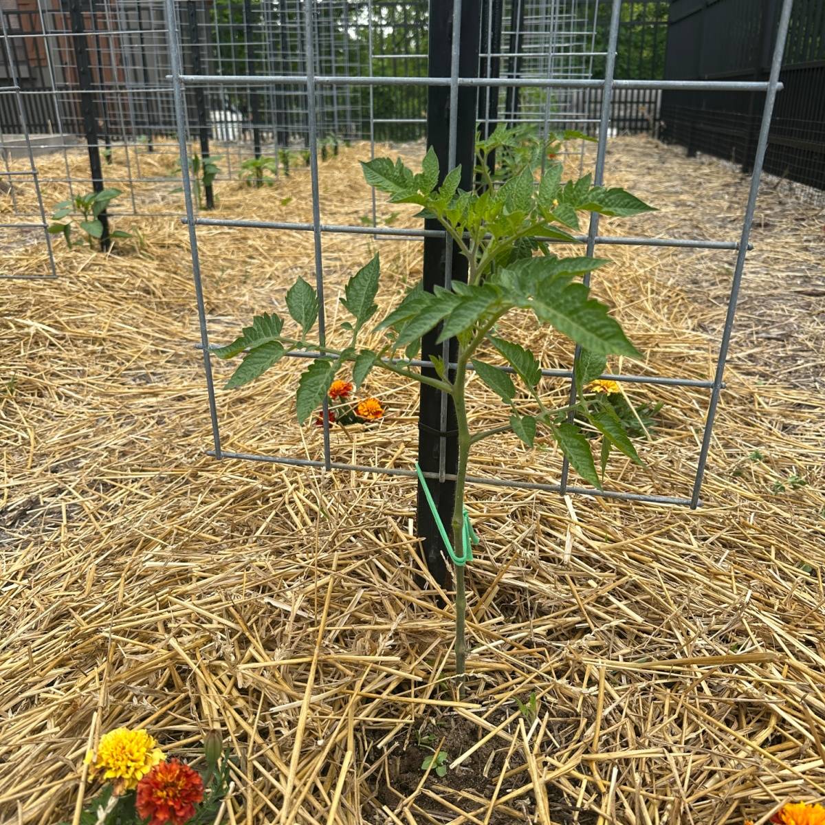 tomatoes Archives - Old World Garden Farms