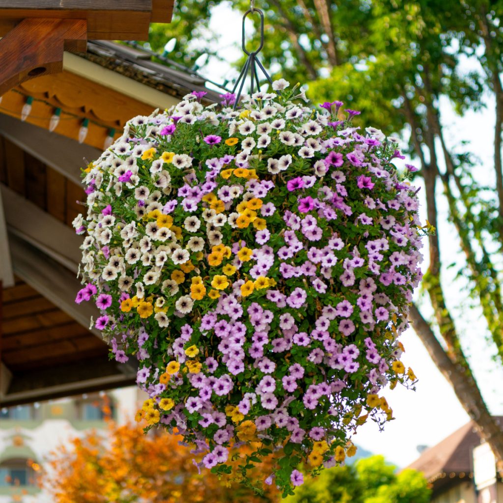best way to keep hanging baskets blooming