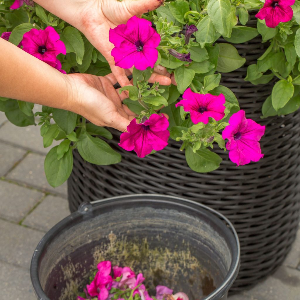 best way to deadhead annual flowers