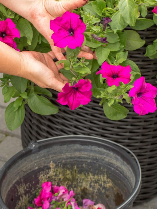 best way to deadhead annual flowers