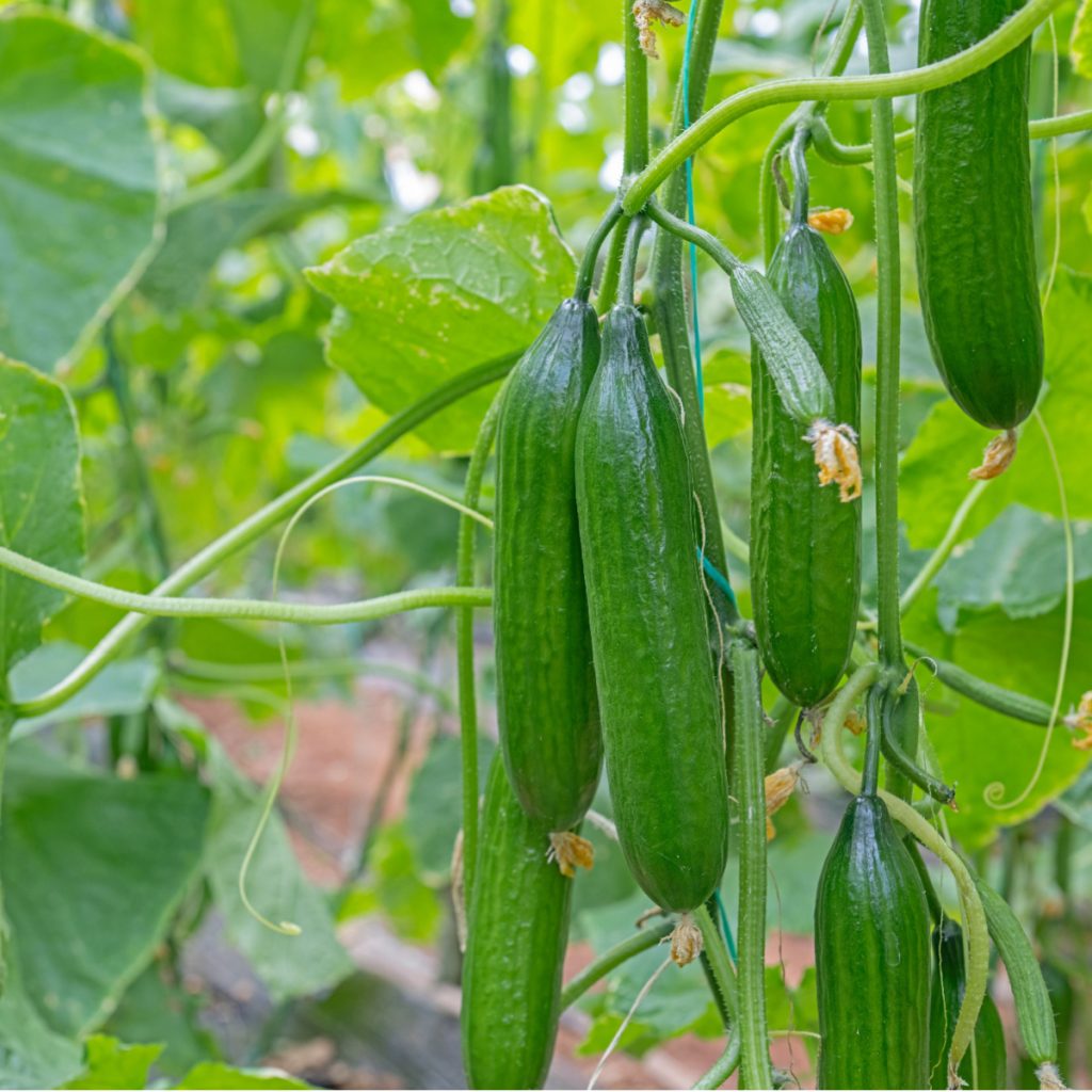fertilize cucumbers for more cucumbers
