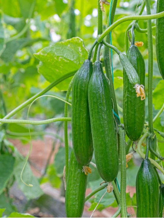 fertilize cucumbers for more cucumbers