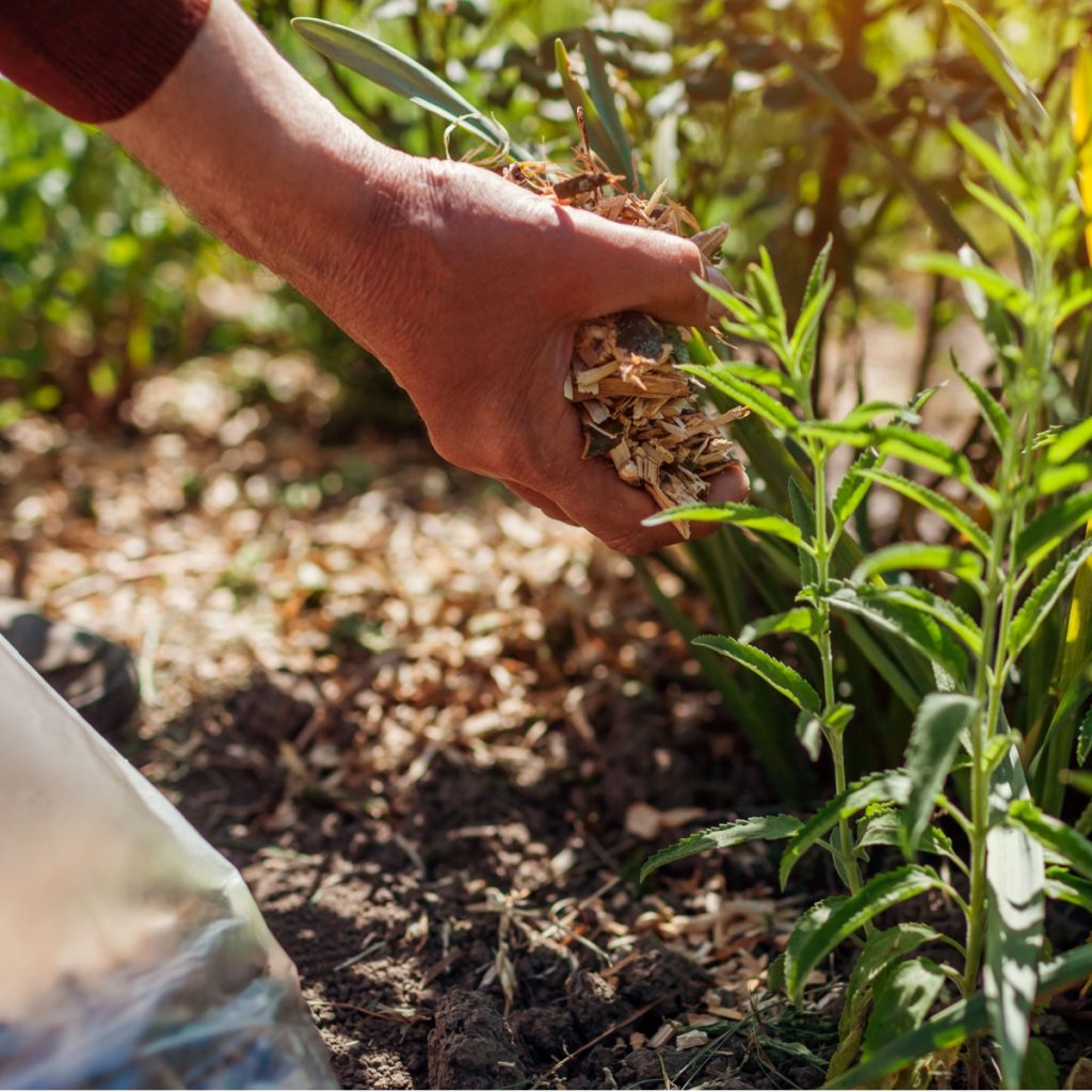 weeds in flowerbeds