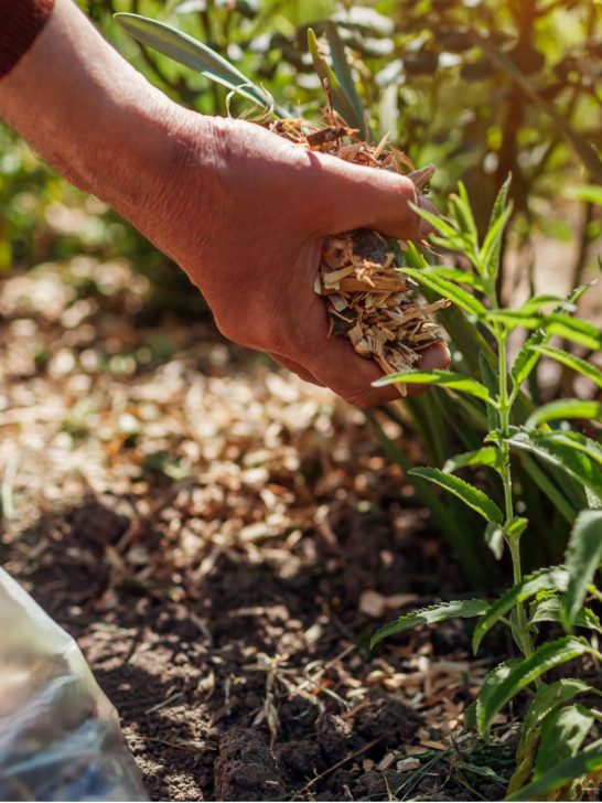 weeds in flowerbeds
