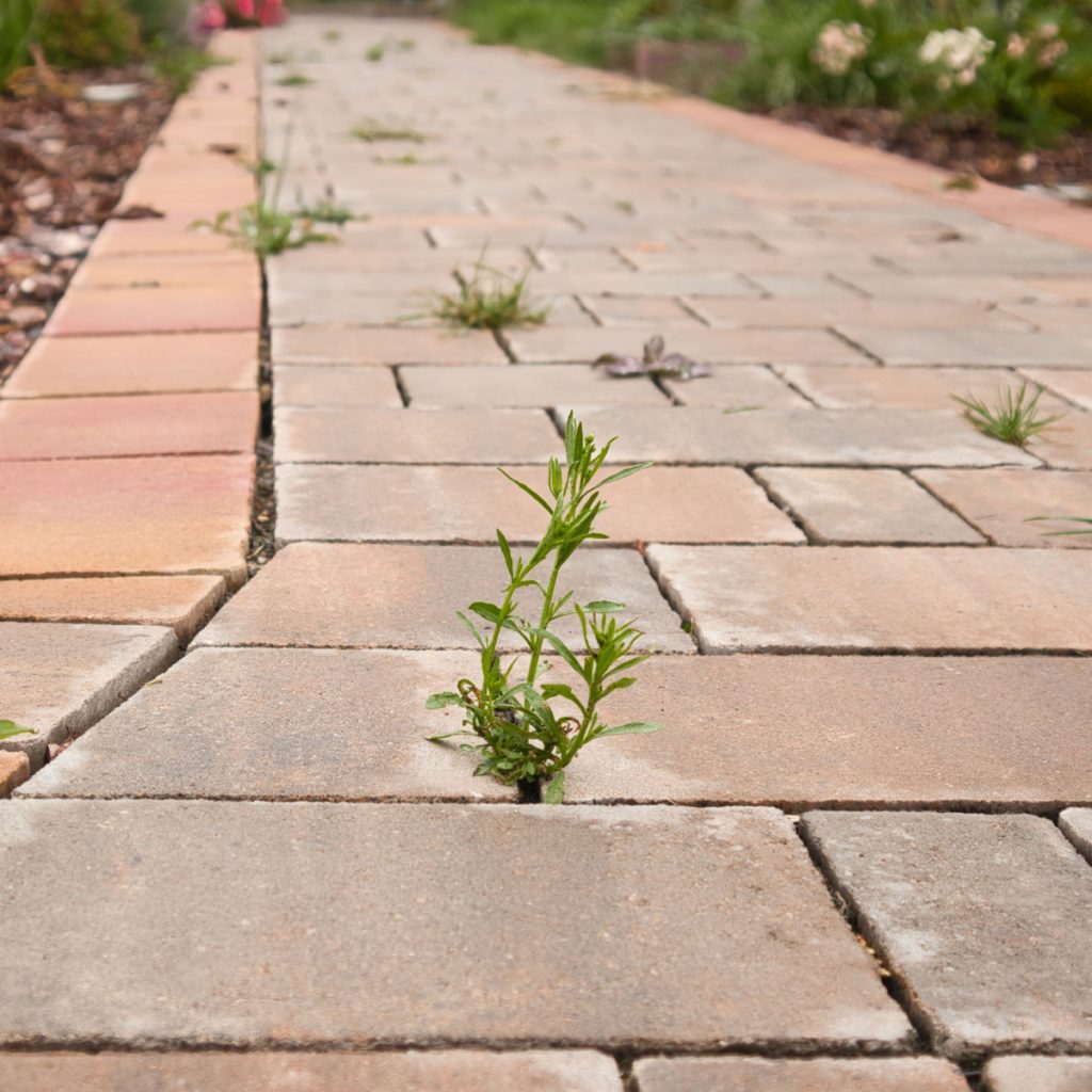 kill weeds with vinegar
