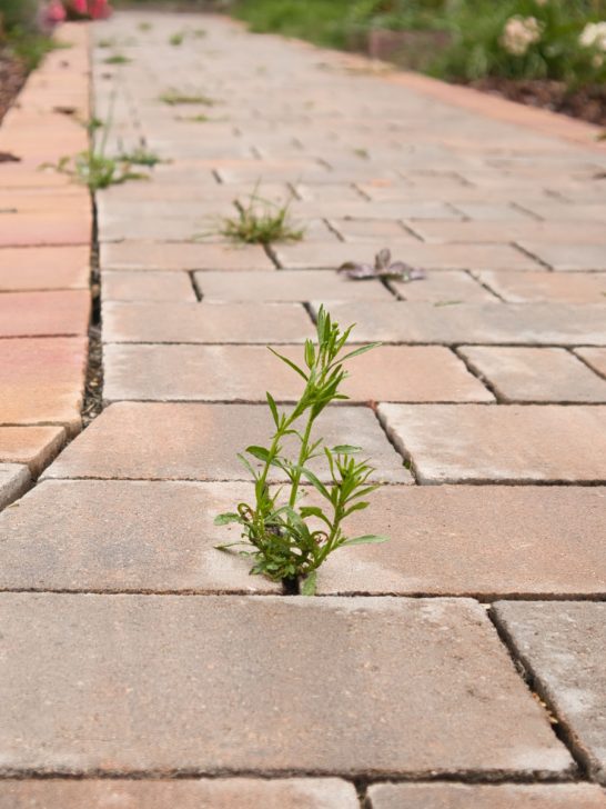 kill weeds with vinegar