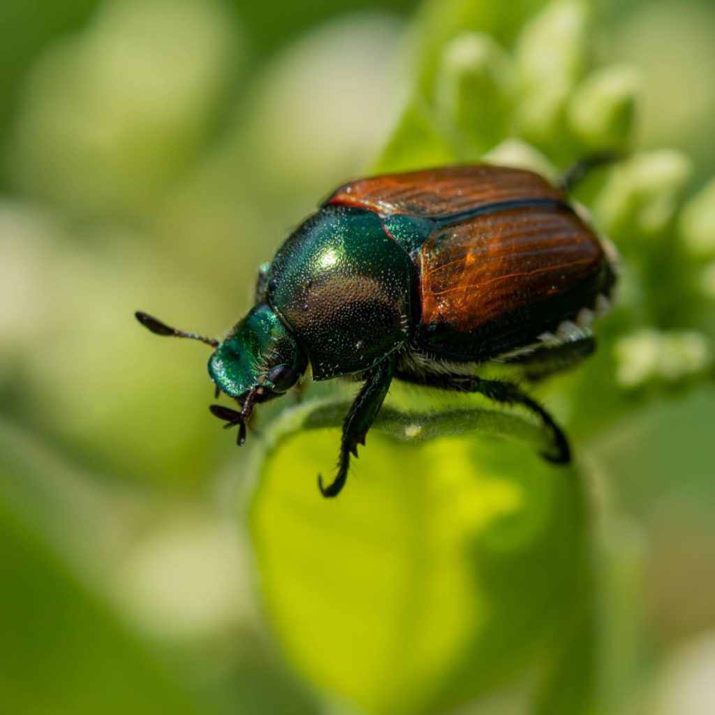 homemade spray to stop Japanese beetle