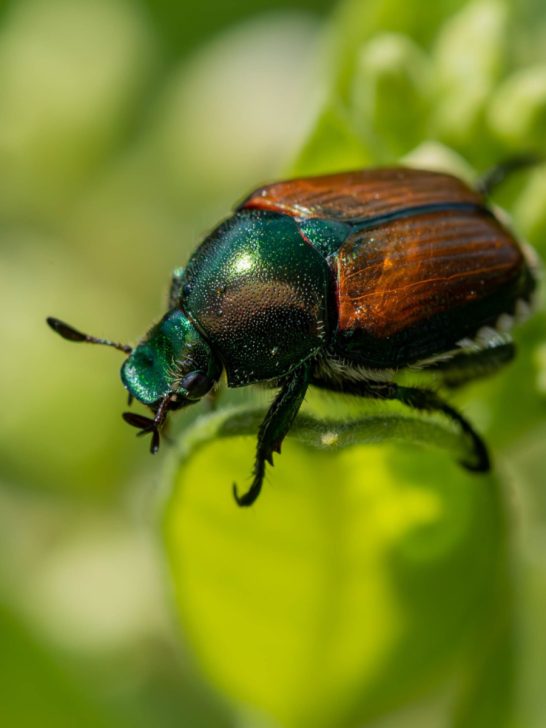 homemade spray to stop Japanese beetle
