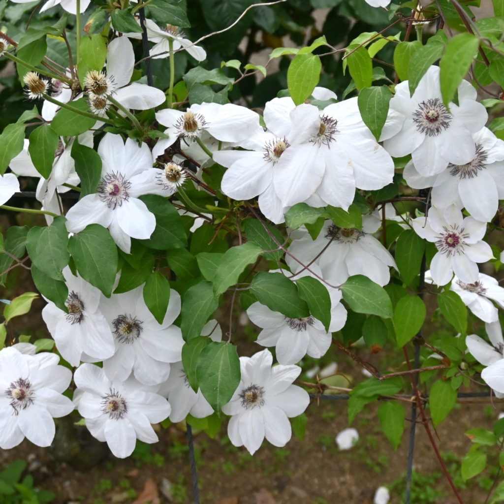 clematis to rebloom