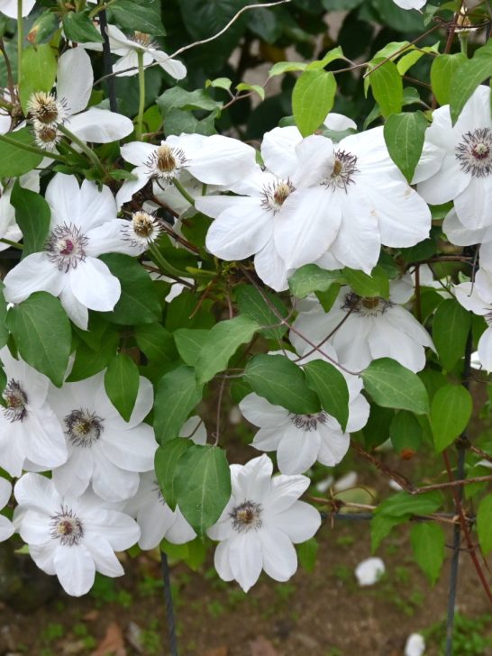 clematis to rebloom