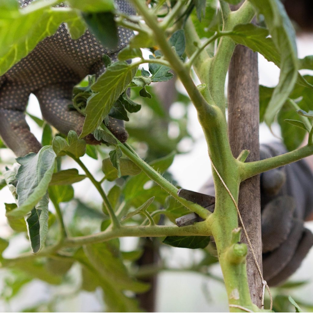 prune tomato plants