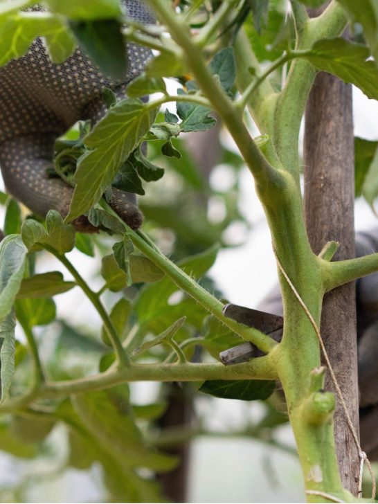 prune tomato plants
