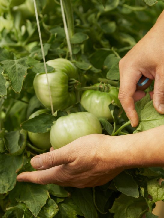simple way to tie tomato plants up