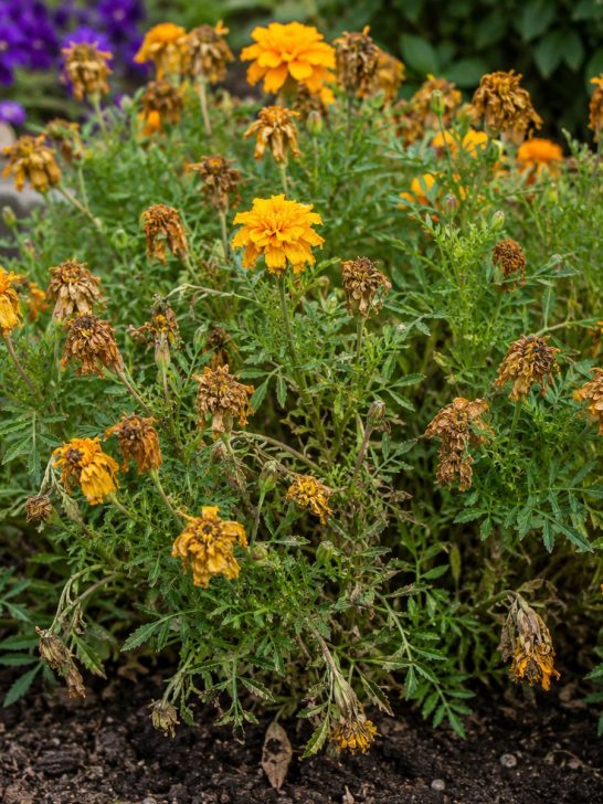 fertilize marigolds in the summer