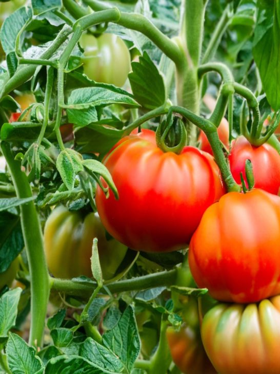 secret to fertilizing tomatoes