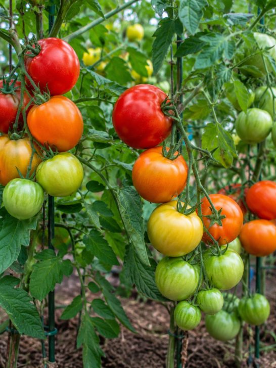 when to pick a tomato