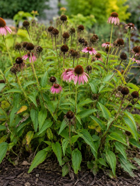 coneflower after it blooms